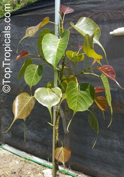 Preview: Ficus religiosa, 20-100 Samen